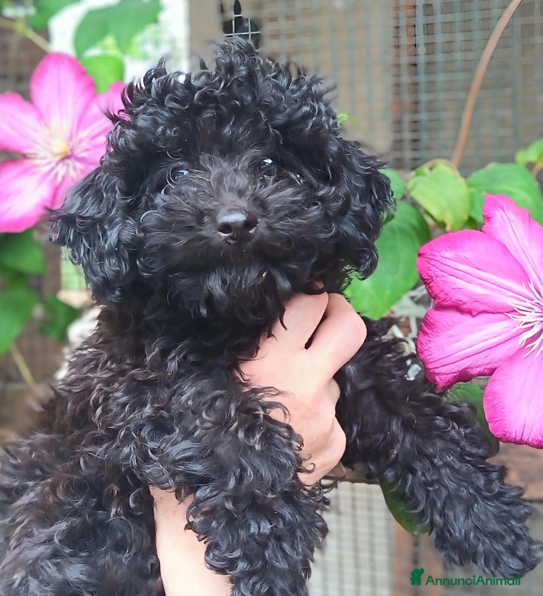 Barboncino Toy cani CUCCIOLI DI BARBONCINO TOY/MINITOY - Annuncio 2