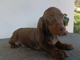 Bassotto cani Cuccioli bassotto con Pedigree ENCI. - Annuncio 36