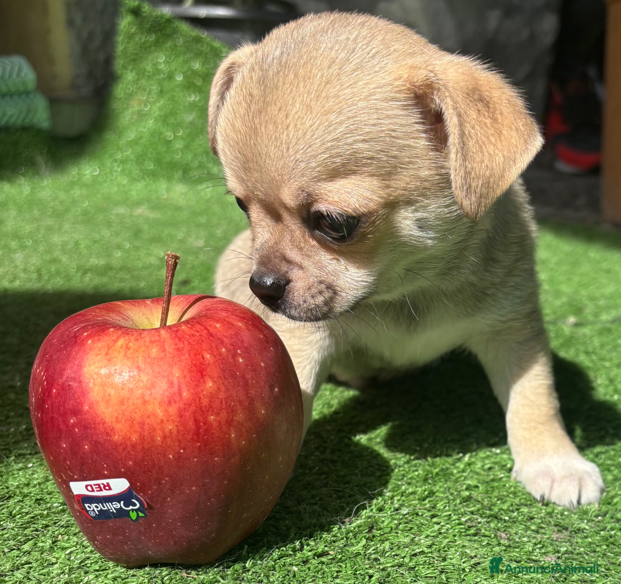 Chihuahua cani Cuccioli chihuahua - Annuncio 1