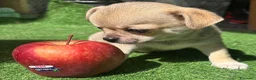 Chihuahua cani in vendita: Cuccioli chihuahua a Provincia di Cremona - Annuncio 1