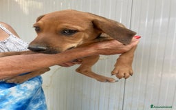 Meticcio cani in regalo: UNICO MASCHIETTO RIMASTO : OREGON a Città metropolitana di Roma Capitale - Immagine 4