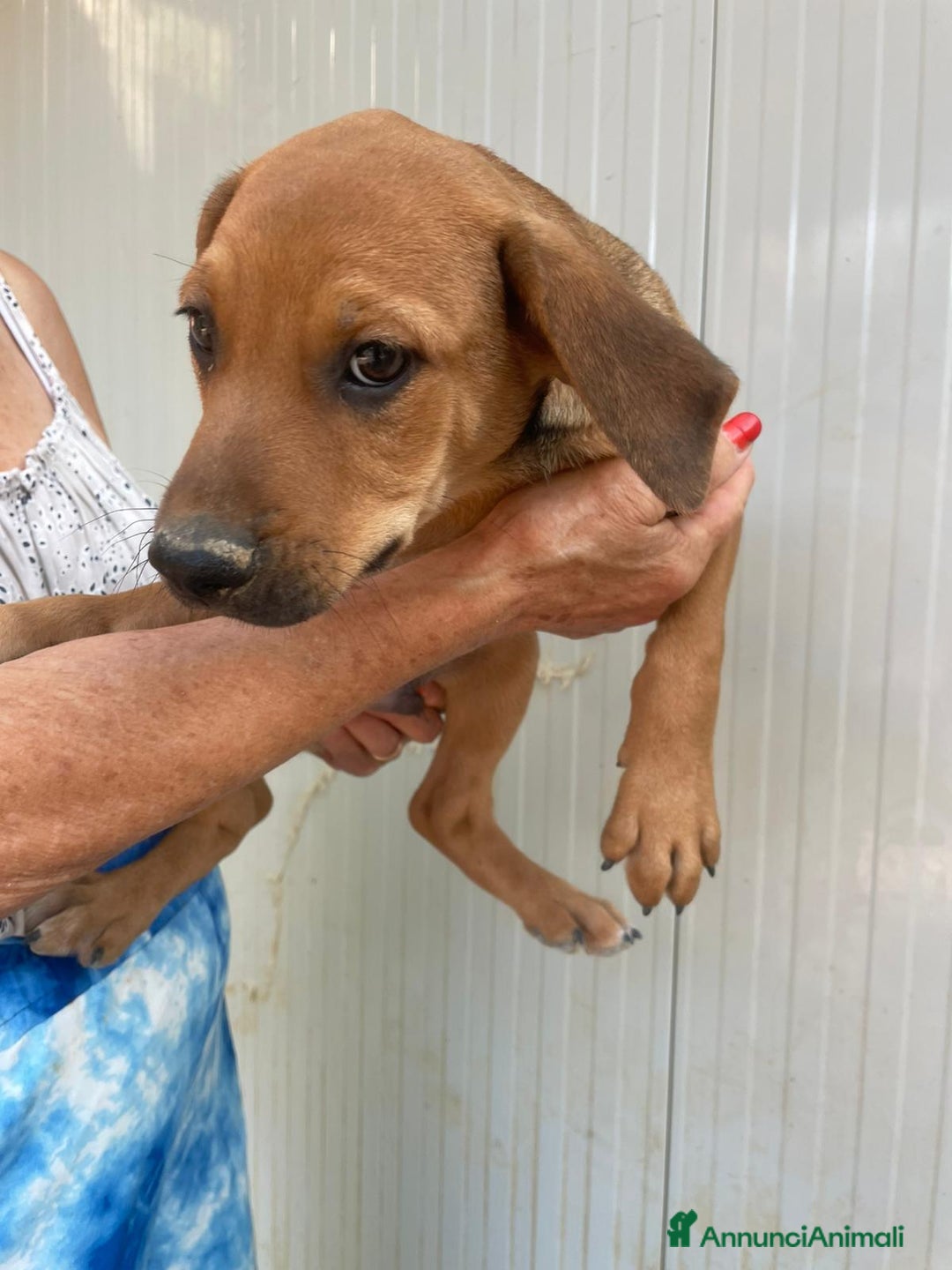 Meticcio cani in regalo: UNICO MASCHIETTO RIMASTO : OREGON a Città metropolitana di Roma Capitale - Immagine 4