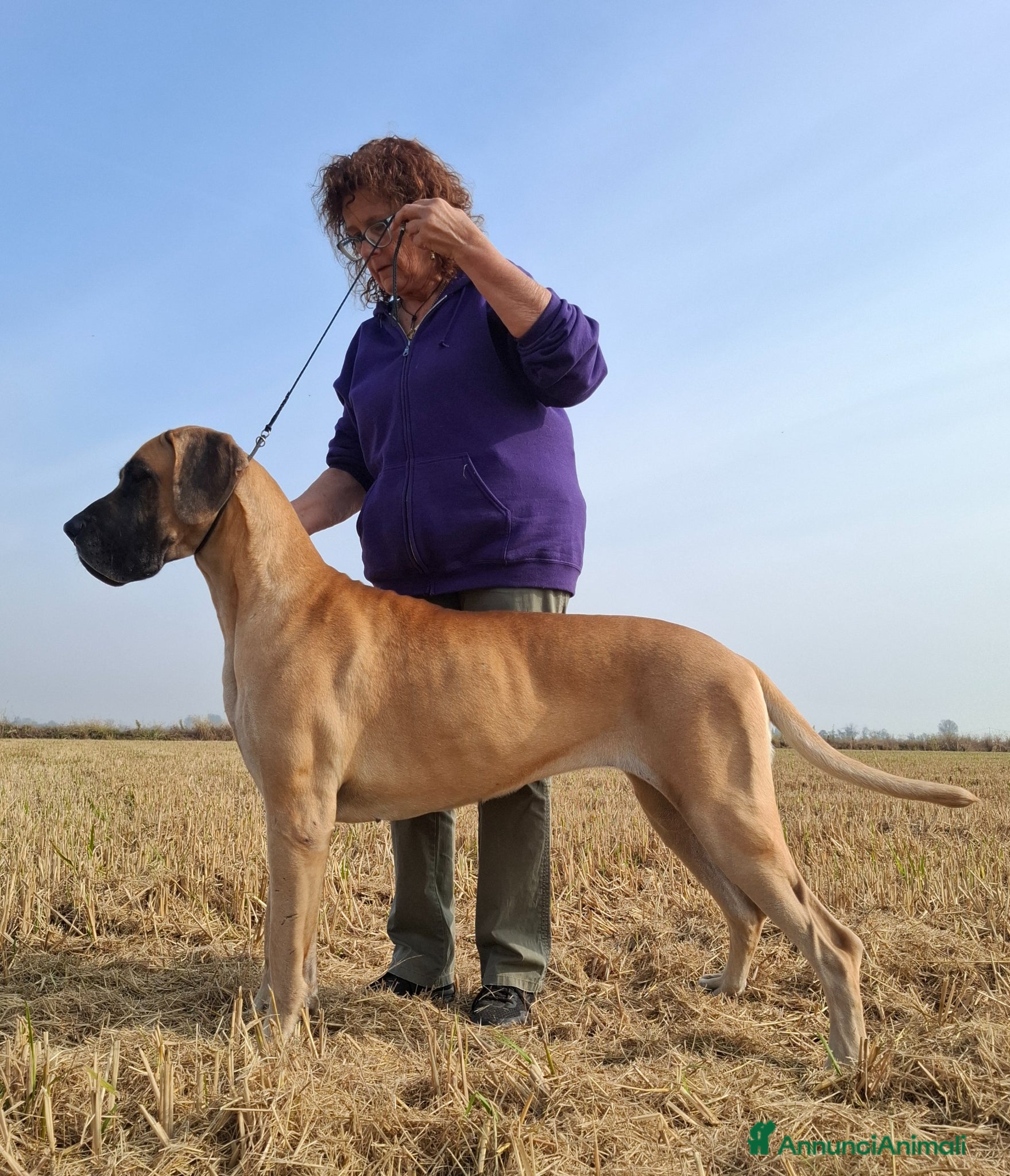 Alano cani Cucciolo maschio disponibile - Annuncio 1