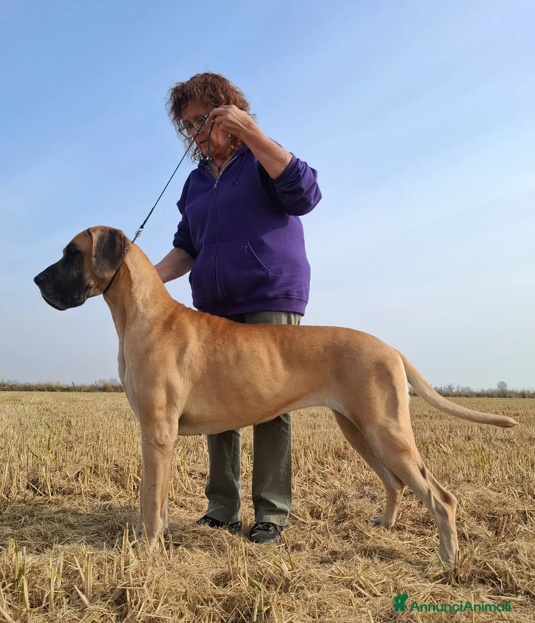 Alano cani in vendita: Cucciolo maschio disponibile a Provincia di Pavia - Annuncio 1