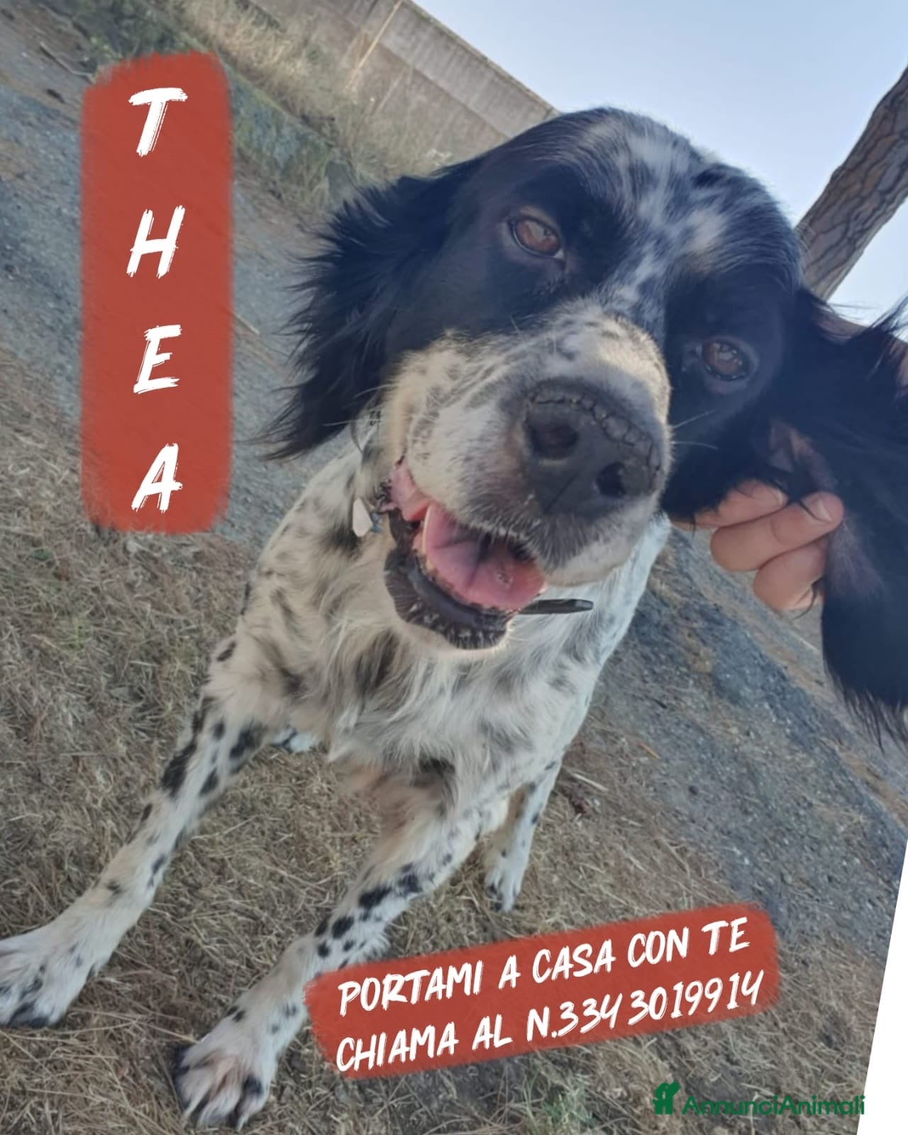 Meticcio cani THEA 🩷 ASPETTA ANCORA IL SUO PUNTO FERMO - Annuncio 20