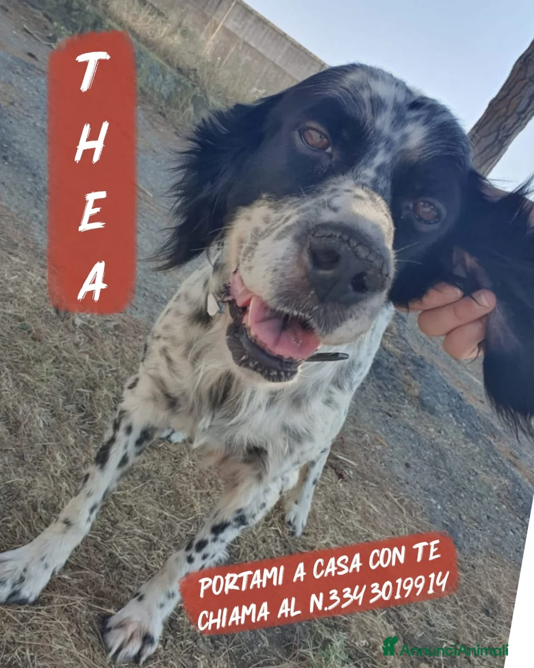 Meticcio cani in regalo: THEA 🩷 ASPETTA ANCORA IL SUO PUNTO FERMO a Provincia di Ravenna - Annuncio 1