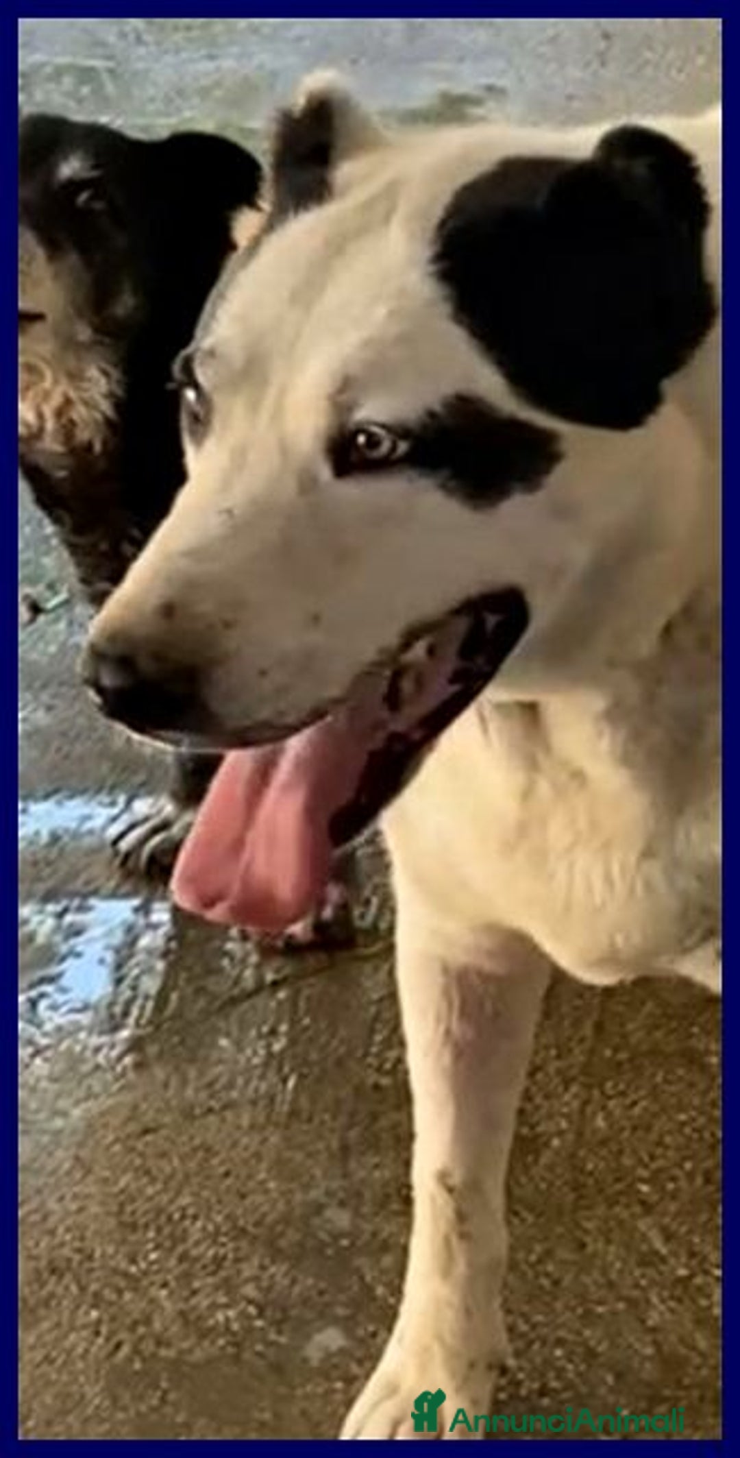 Meticcio cani in regalo: HOMER dolcissimo nonostante tutto - Annuncio 3