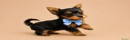 Yorkshire cani in vendita: Adorabili Cuccioli di Yorkshire terrier M/F - Annuncio 19
