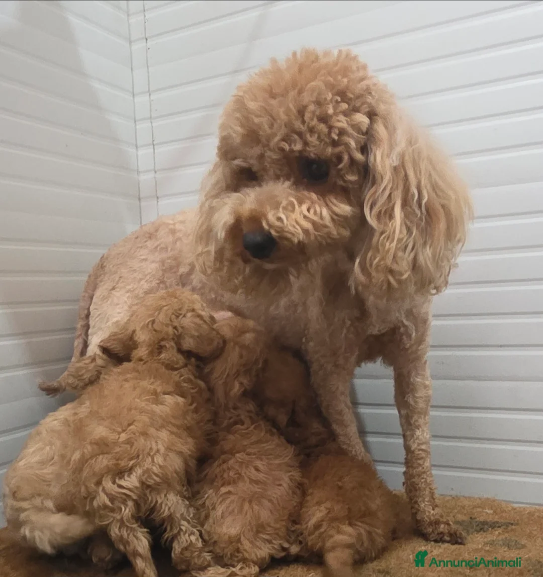 Barboncino Toy cani in vendita: Barboncino Toy  - Annuncio 11