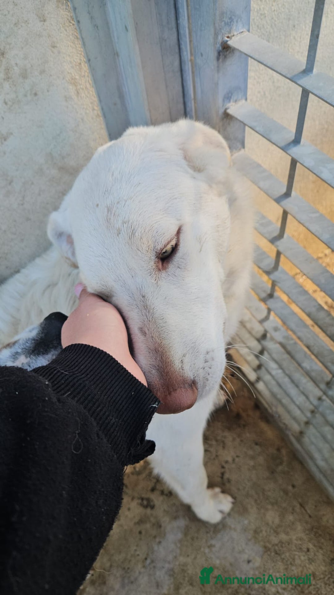 Meticcio cani in regalo: Chiara: 1 anno, socievole ed equilibrata - Annuncio 28