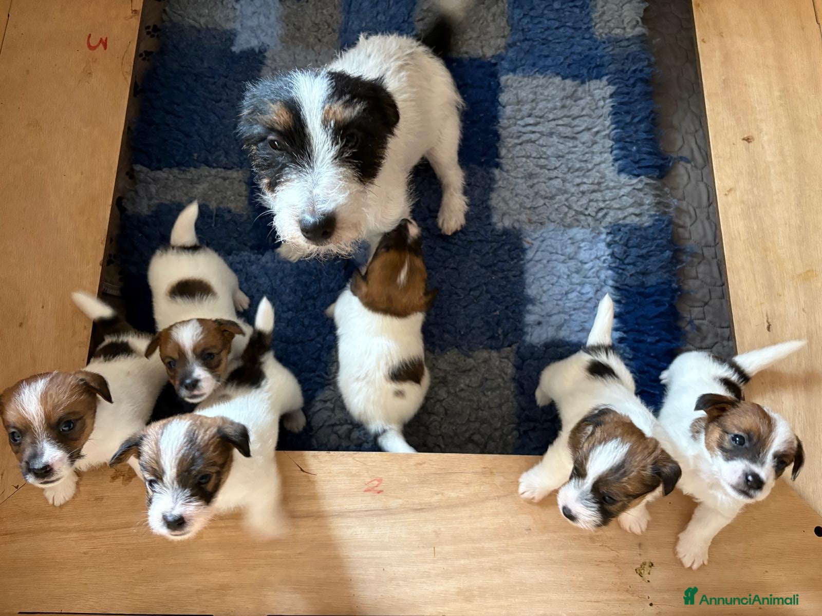 Jack Russell cani jack russell white tan a pelo ruvido/broken - Annuncio 23