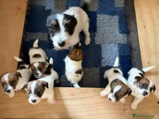 Jack Russell cani jack russell white tan a pelo ruvido/broken - Annuncio 23