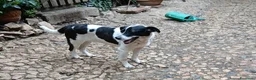 Meticcio cani in regalo: Coffee: super dolce, amico di tutti  - Annuncio 15