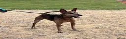 Meticcio cani in regalo: Billo simil pinscher cerca casa - in adozione - Annuncio 6