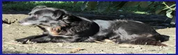 Meticcio cani in regalo: DAJE vivace e dolcissimo a Città Metropolitana di Torino - Annuncio 7
