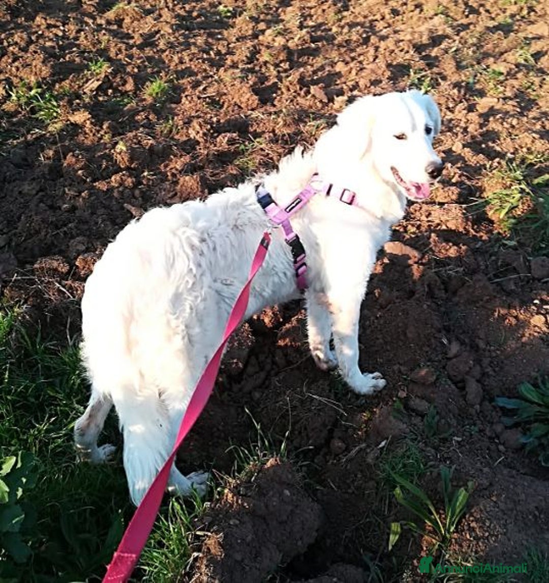 Meticcio cani in regalo: MUFFIN allegro e speranzoso - Annuncio 2