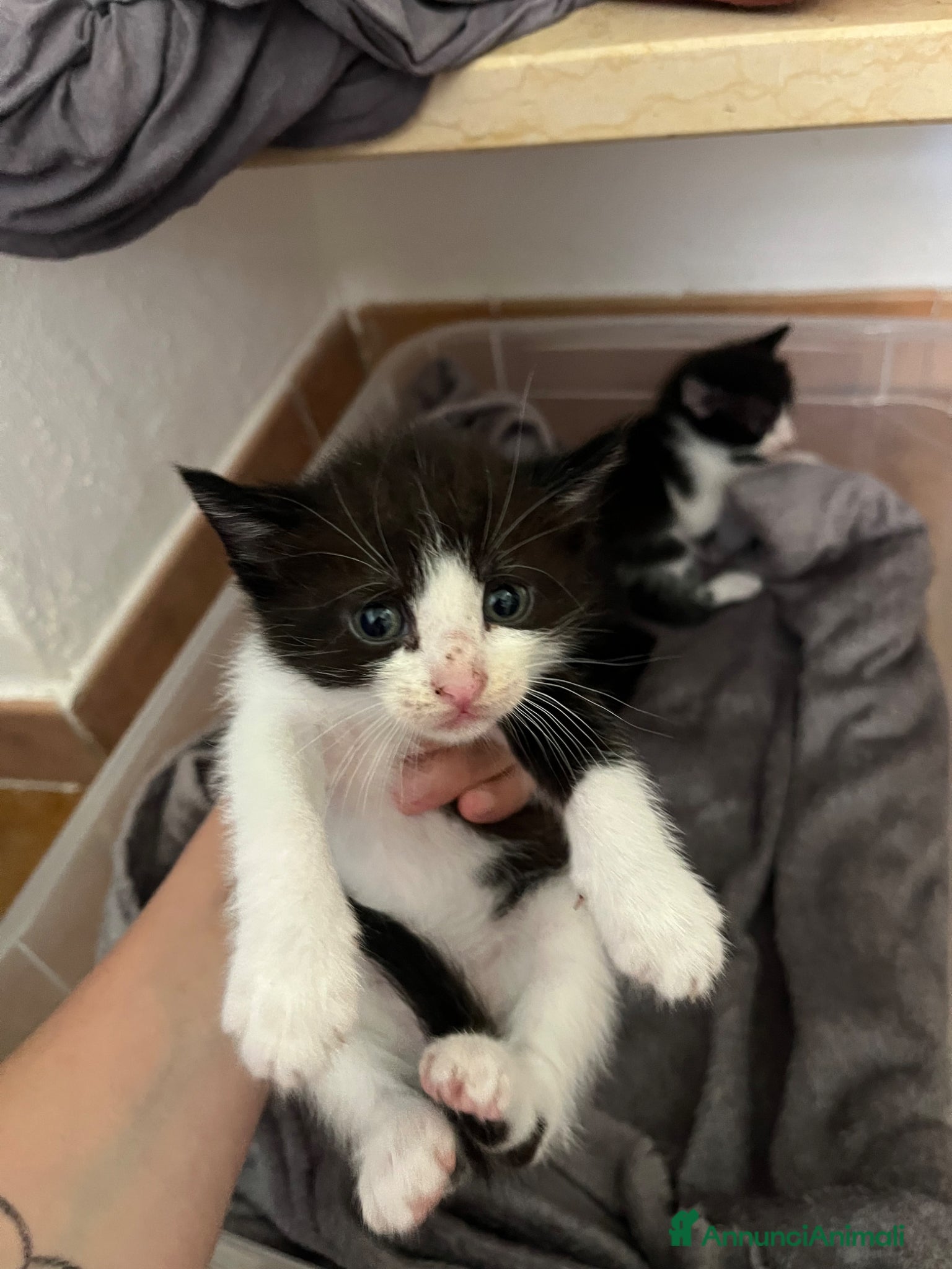 Meticcio gatti Regalo 2 gattini (F/M) zona Sciacca (AG) - Annuncio 5
