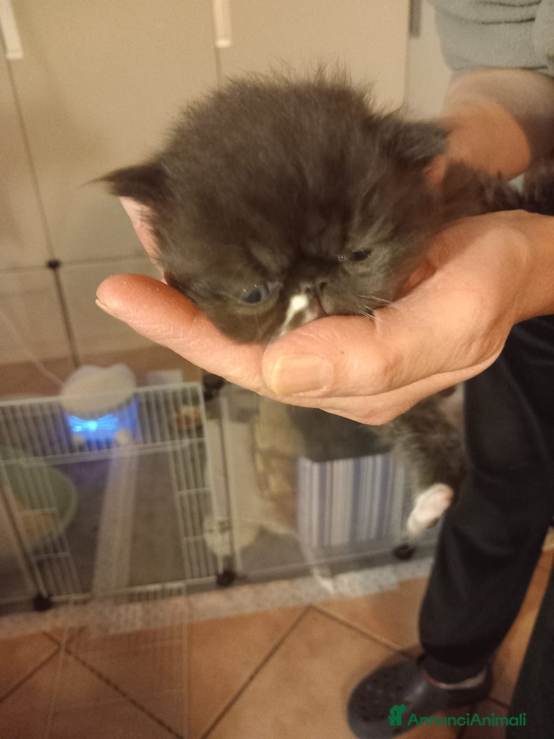 Persiano gatti in vendita: cuccioli persiani ed esotici - Annuncio 4