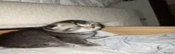 Scottish gatti in vendita: Scottish fold  - Annuncio 4