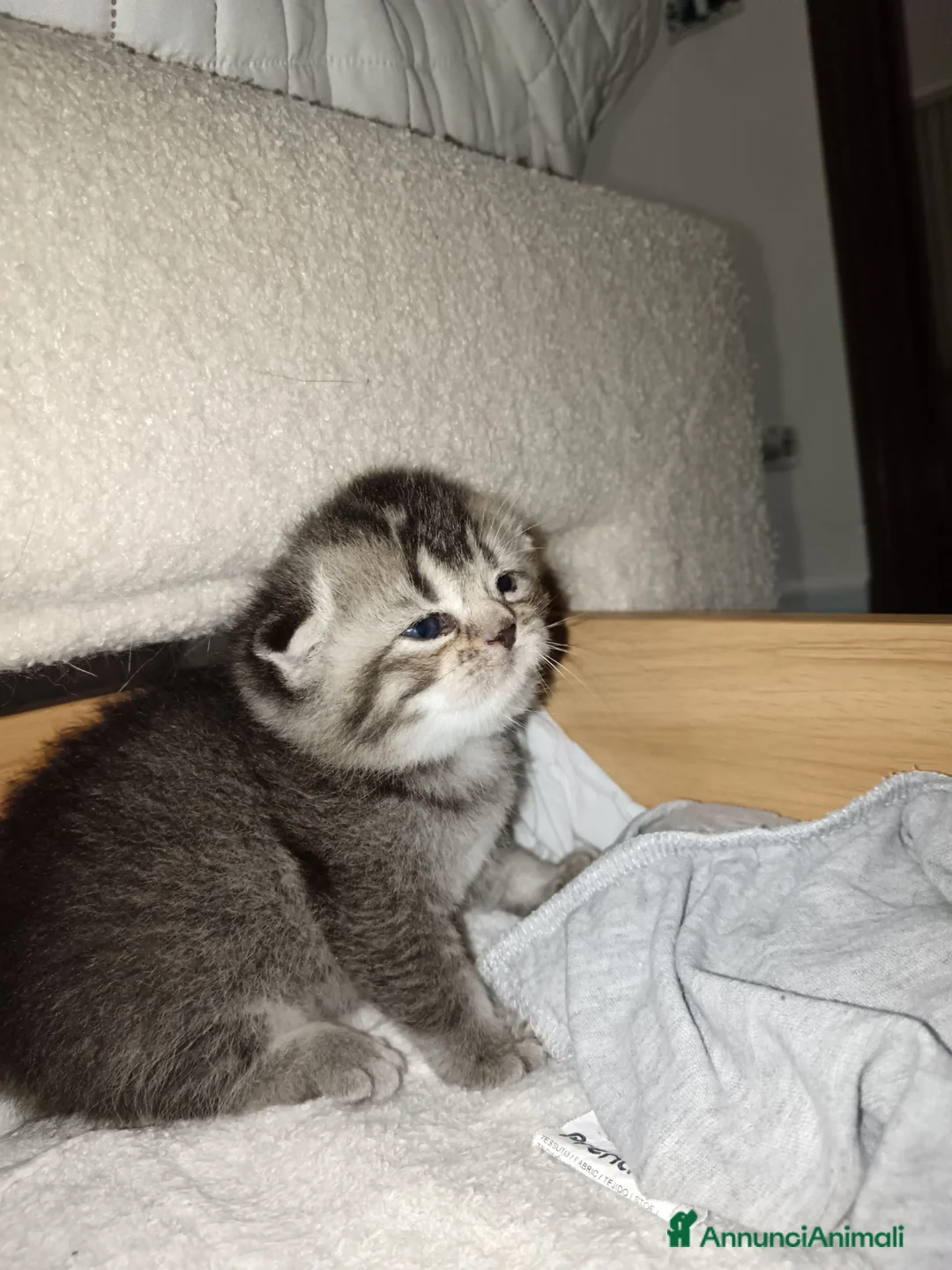 Scottish gatti in vendita: Scottish fold  - Annuncio 4