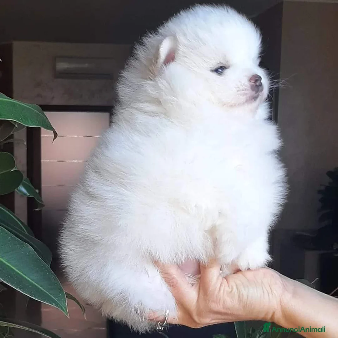Spitz cani in vendita: Spitz tedesco NANO Pomerania  - Annuncio 17