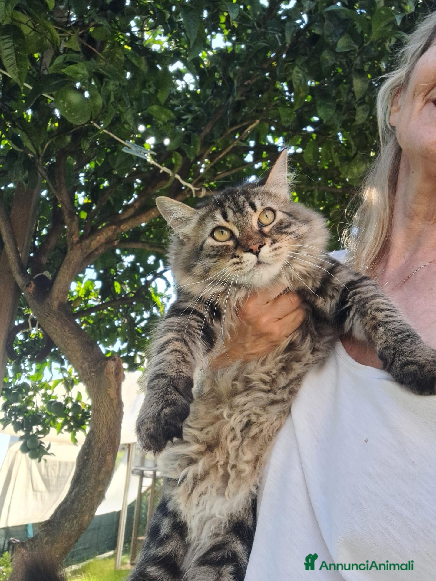 Siberiano gatti Cucciolo gatto Siberiano pedigree  - Annuncio 3