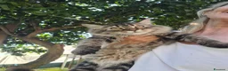 Siberiano gatti in vendita: Cucciolo gatto Siberiano pedigree  - Annuncio 1