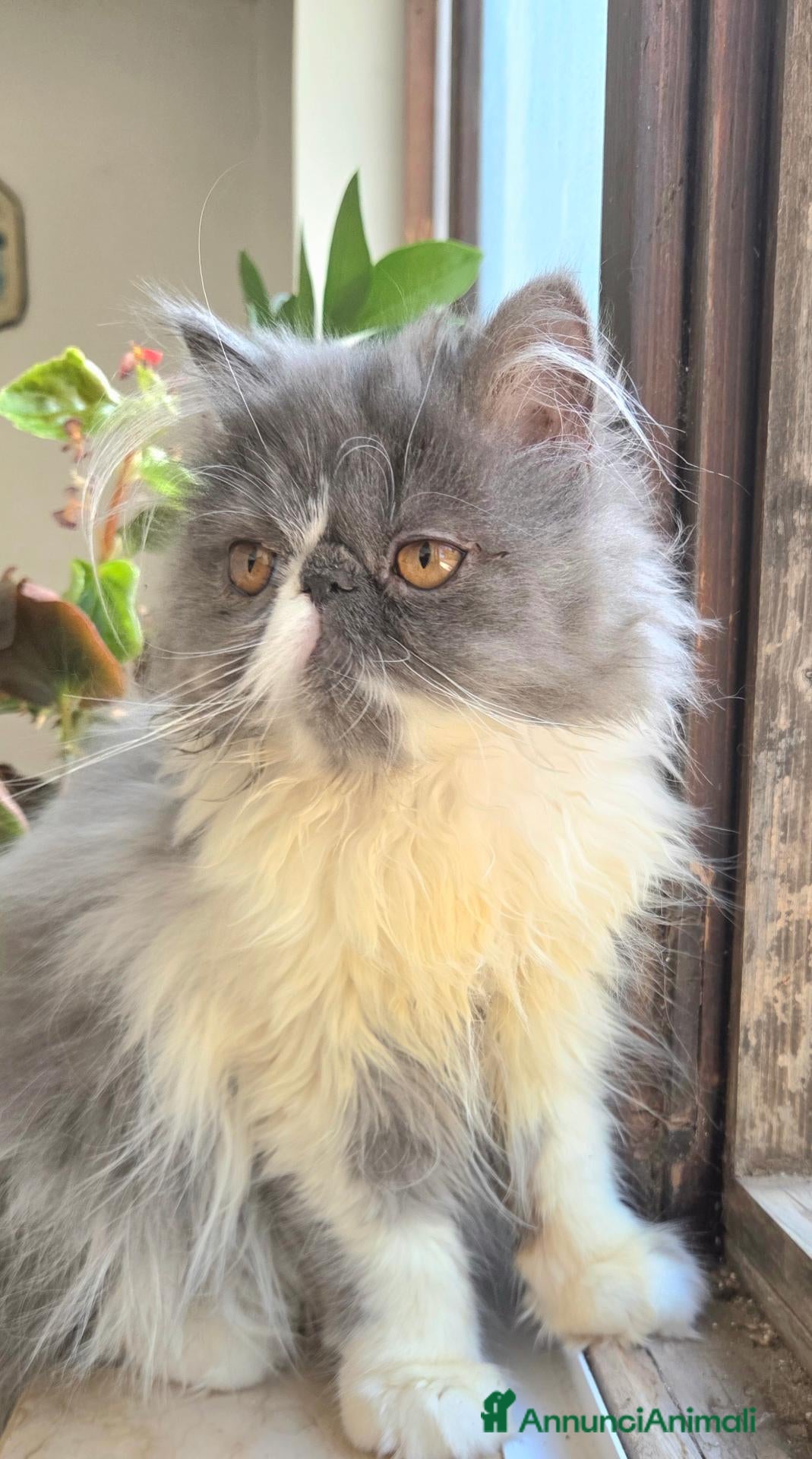 Persiano gatti Cucciola persiana ipertipica femminuccia - Annuncio 17