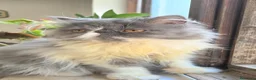 Persiano gatti in vendita: Cucciola persiana ipertipica femminuccia - Annuncio 1