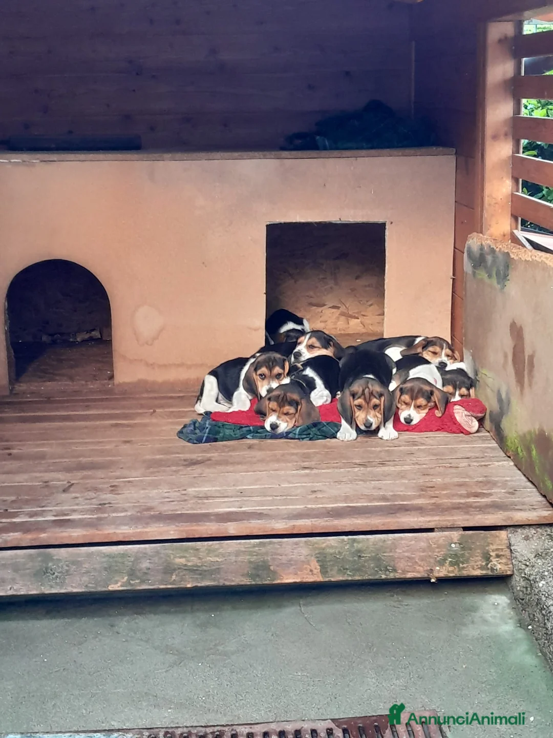 Beagle cani in vendita: ULTIME CUCCIOLE BEAGLE TRICOLORE - Annuncio 6
