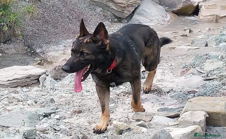 Pastore Tedesco cani a Provincia di Monza e della Brianza - Annuncio 8