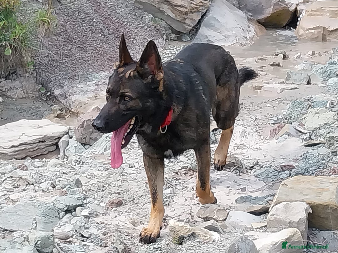 Pastore Tedesco cani per accoppiamento: Pastore Tedesco (Grigione) disponibile per monta a Provincia di Monza e della Brianza - Immagine 1