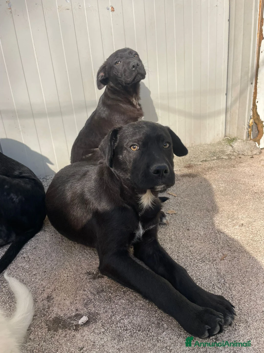 Meticcio cani in regalo: LO SPLENDIDO SIMONN a Provincia di Brescia - Annuncio 1