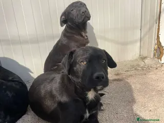 Meticcio cani LO SPLENDIDO SIMONN a Provincia di Brescia - Annuncio 21