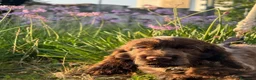 Cocker cani in vendita: Prenotazioni cuccioli di English Cocker Spaniel  a Provincia di Cosenza - Annuncio 25