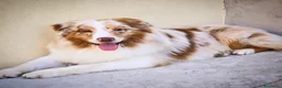 Australian Shepherd cani in vendita: cuccioli maschi pastore australiano pedigree - Annuncio 2