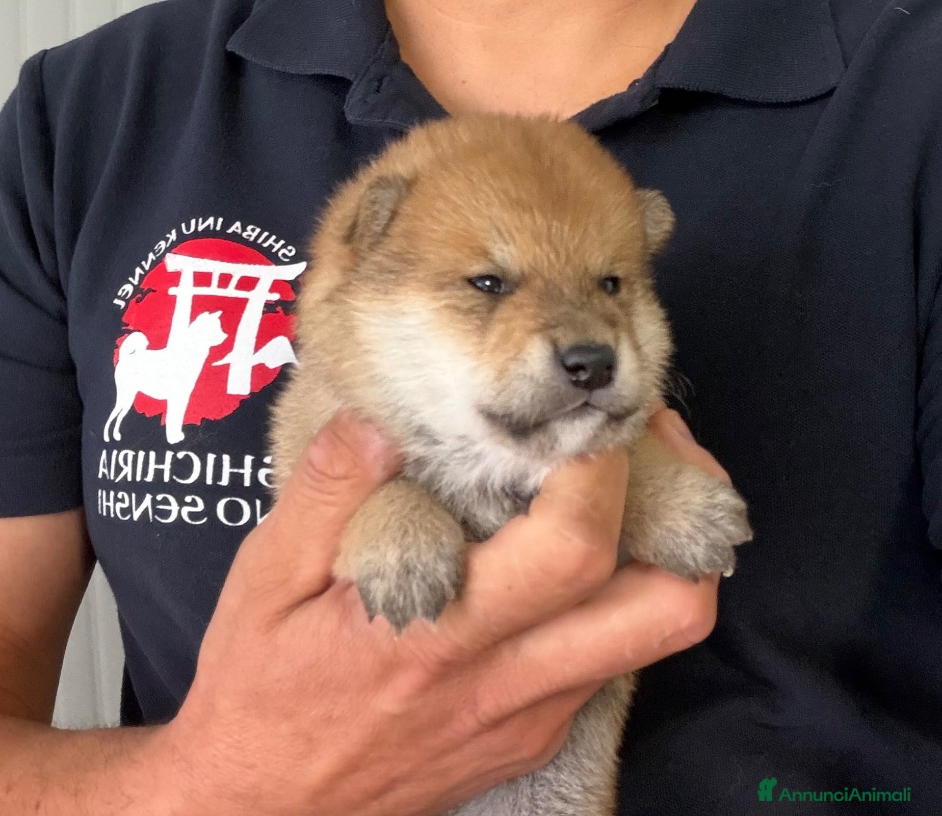 Shiba Inu cani in vendita: Cuccioli Shiba Inu con Pedigree - Annuncio 1