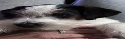Jack Russell cani in vendita: Maschio tricolore pelo ruvido - Annuncio 12