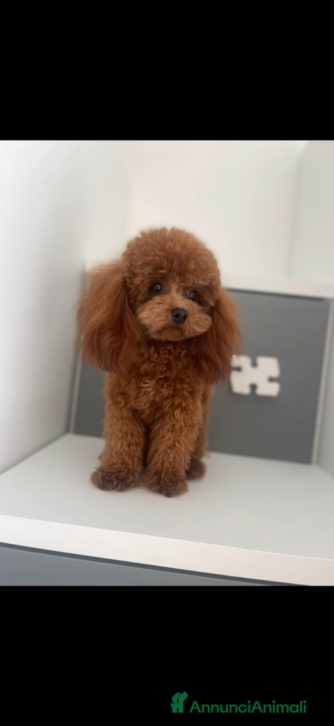 Barboncino cani Monta  - Annuncio 1