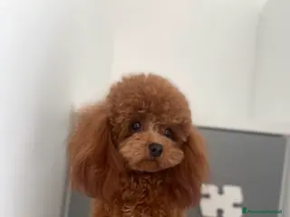 Barboncino cani Monta - Annuncio 9