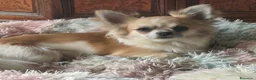 Chihuahua cani in vendita: Chihuahua fulvi a pelo lungo - Annuncio 8