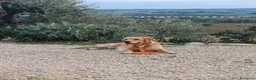 Golden Retriever cani per accoppiamento: Golden retriever americano - Annuncio 4