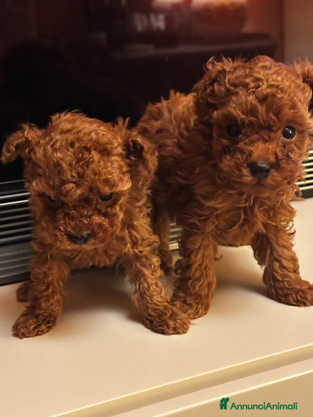 Barboncino Toy cani in vendita: Cuccioli Barbone toy color fulvo - Annuncio 5