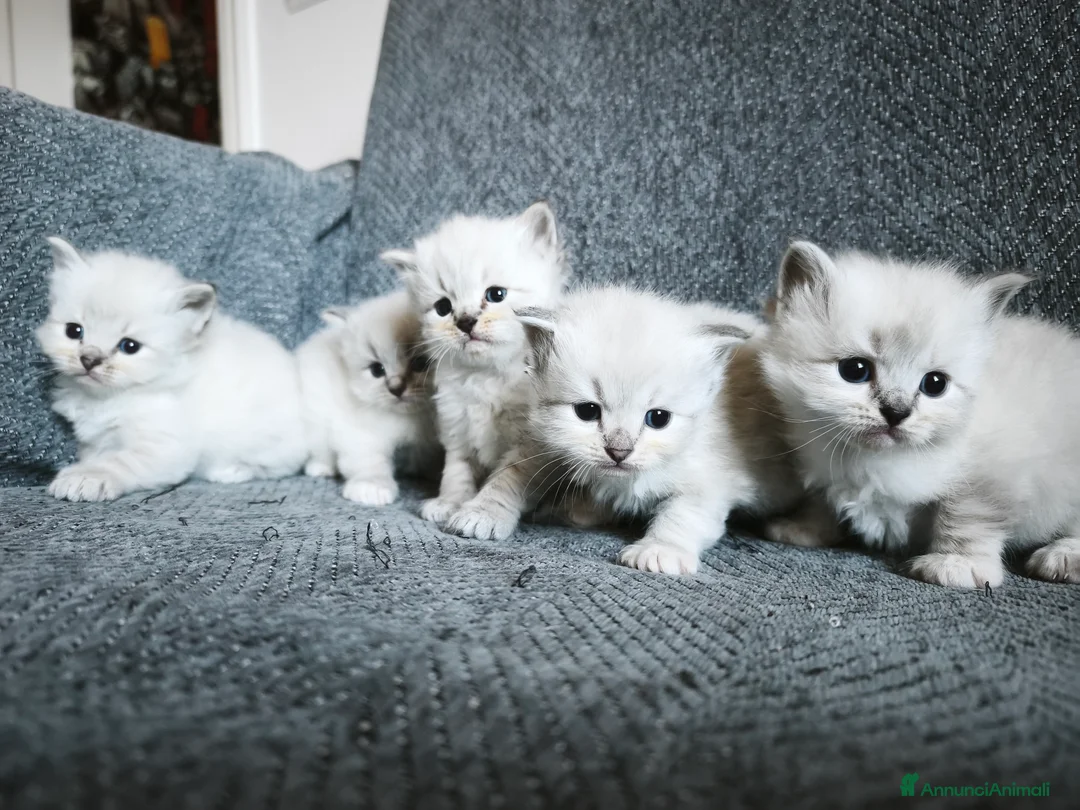 Siberiano gatti in vendita: Cuccioli siberiani  - Annuncio 4