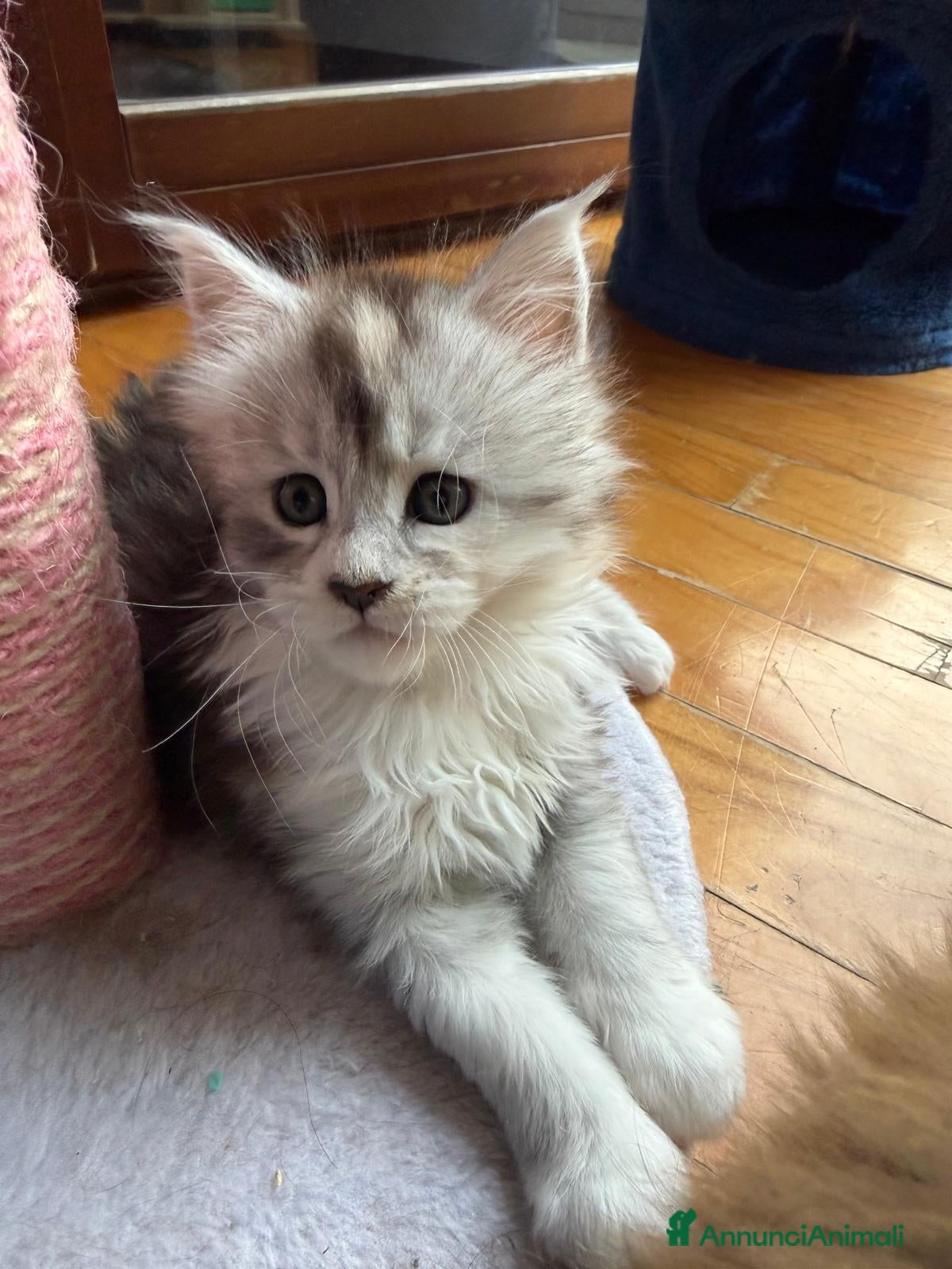 Maine Coon gatti Cucciole Maine Coon Black Silver Tortie - Annuncio 3