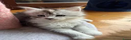Maine Coon gatti in vendita: Cucciole Maine Coon Black Silver Tortie - Annuncio 5