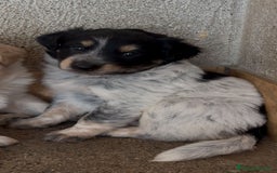 Meticcio cani in regalo: Cucciolo dolcissimo mix setter – tg medio-piccola a Città Metropolitana di Venezia - Immagine 4