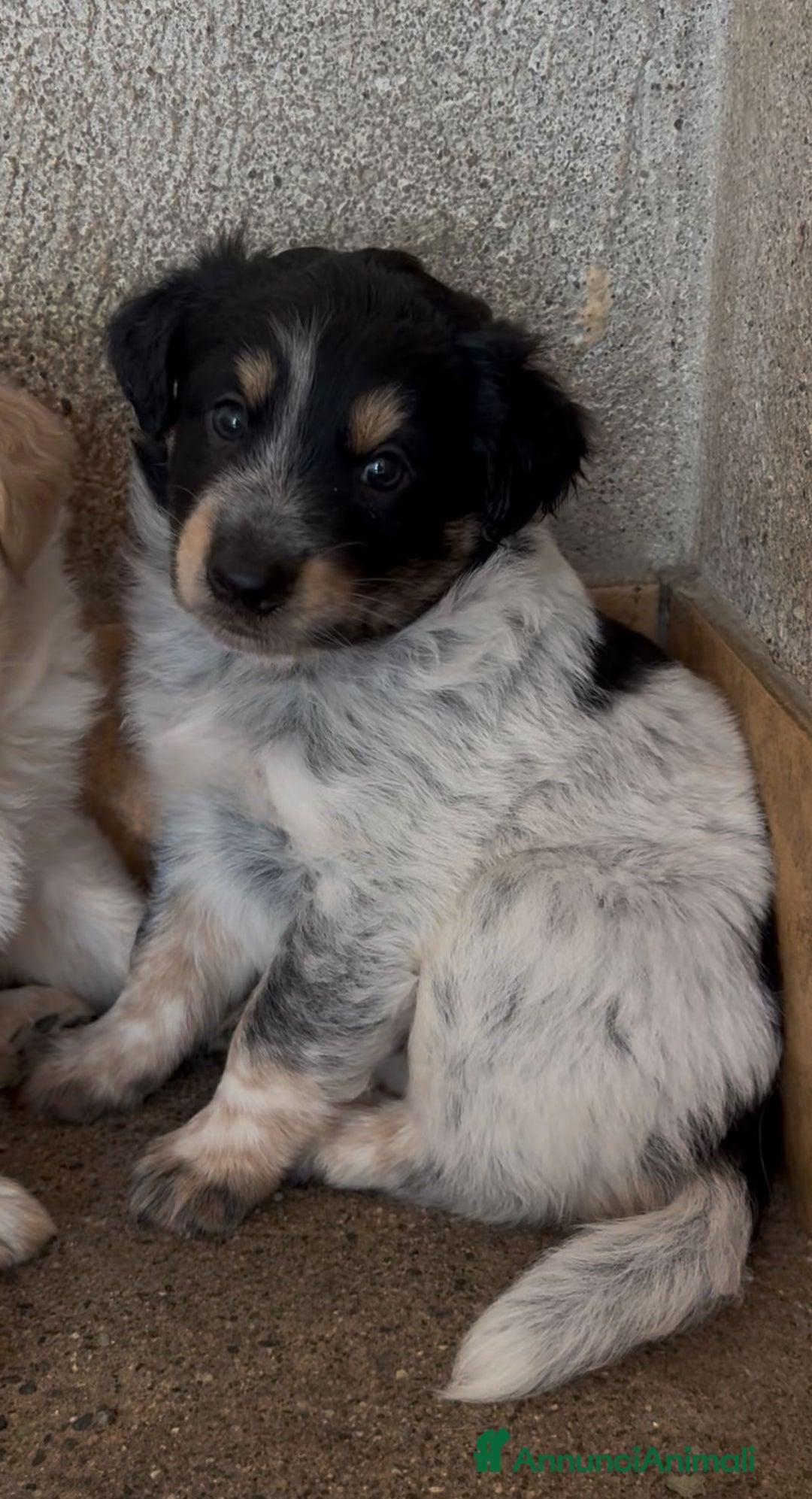 Meticcio cani in regalo: Cucciolo dolcissimo mix setter – tg medio-piccola a Città Metropolitana di Venezia - Immagine 4