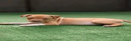 Pitbull cani in vendita: Cuccioli American Pitbull UKC con Pedigree  - Annuncio 5