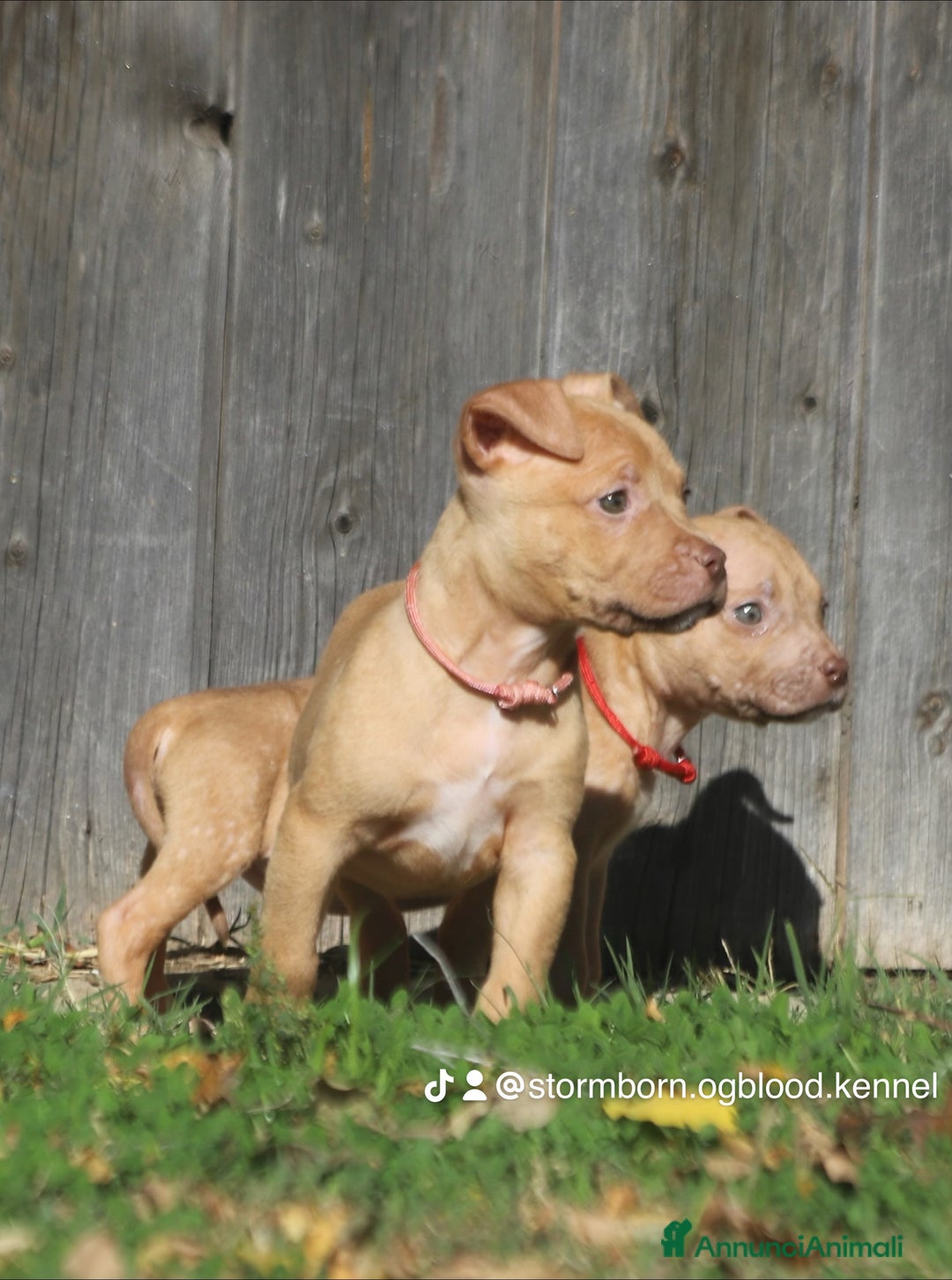 Pitbull cani in vendita: Cuccioli Pit Bull con Pedigree anche a rate - Annuncio 32
